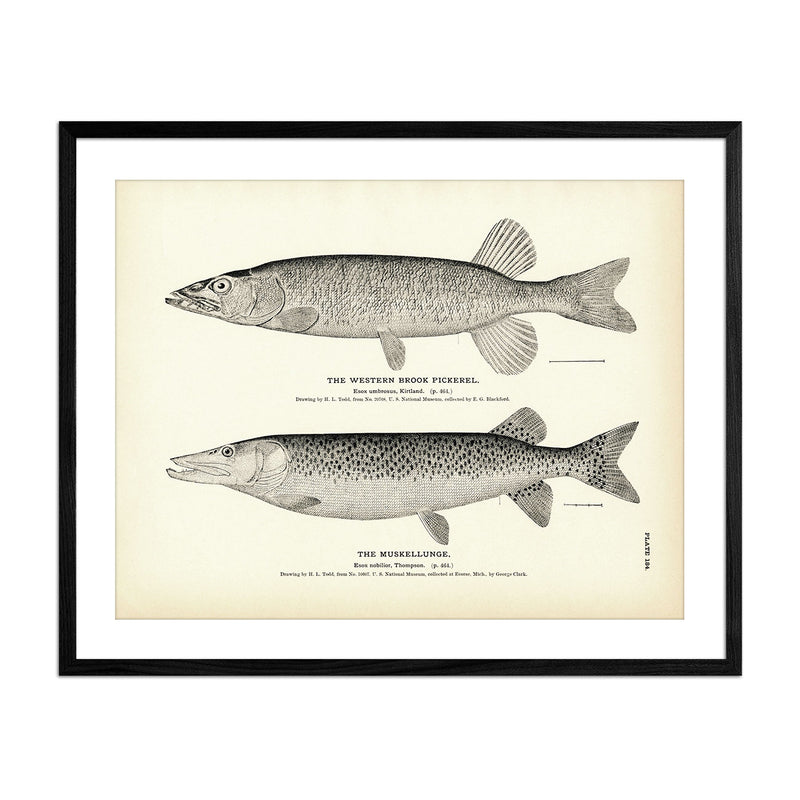 Western Brook Pickerel and Muskellunge Art Print - Muir Way - Fisheries