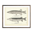 Vintage Western Brook Pickerel and Muskellunge fish print