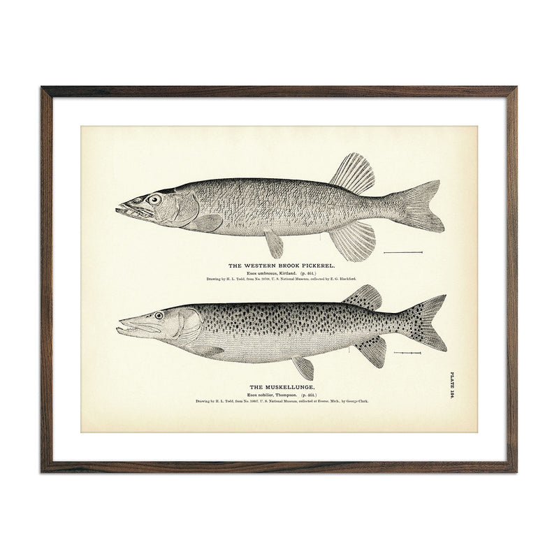 Western Brook Pickerel and Muskellunge Art Print - Muir Way - Fisheries