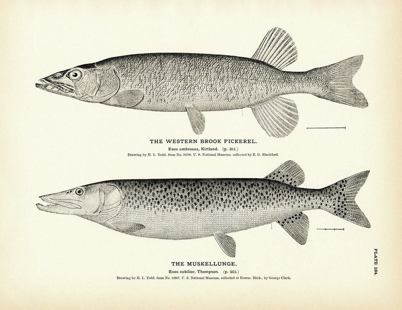 Western Brook Pickerel and Muskellunge Art Print - Muir Way - Fisheries