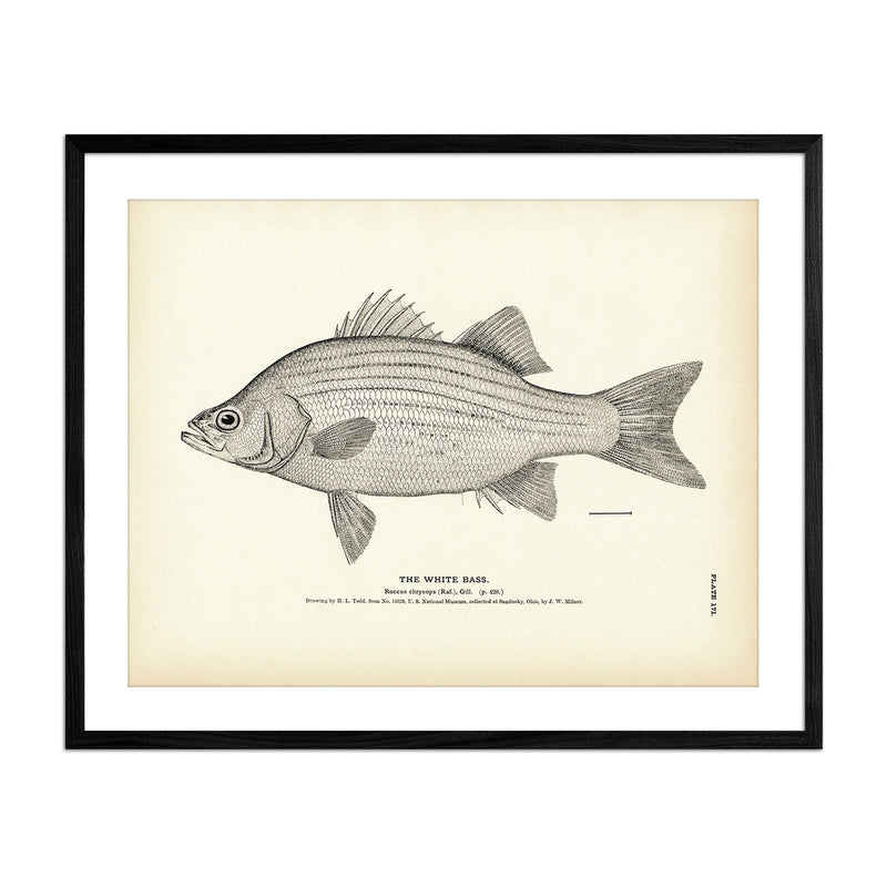 White Bass Art Print - Muir Way - Fisheries
