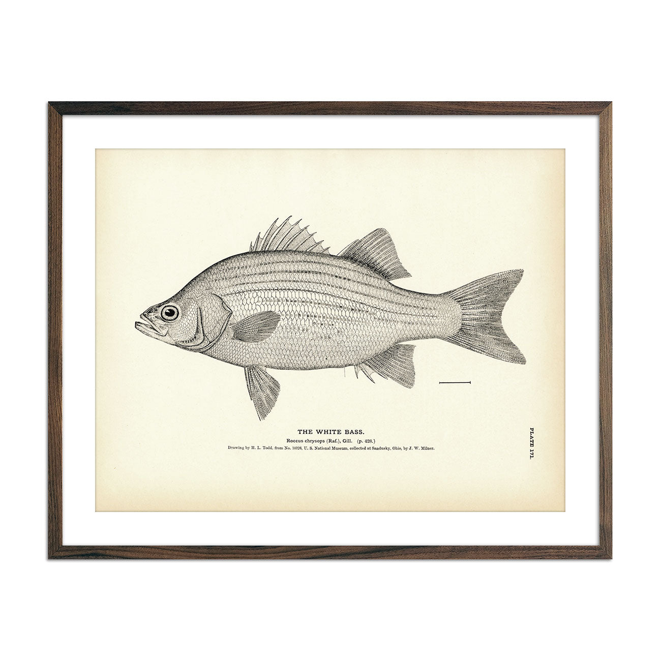 White Bass - 1884 Print