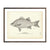 Vintage White Bass fish print
