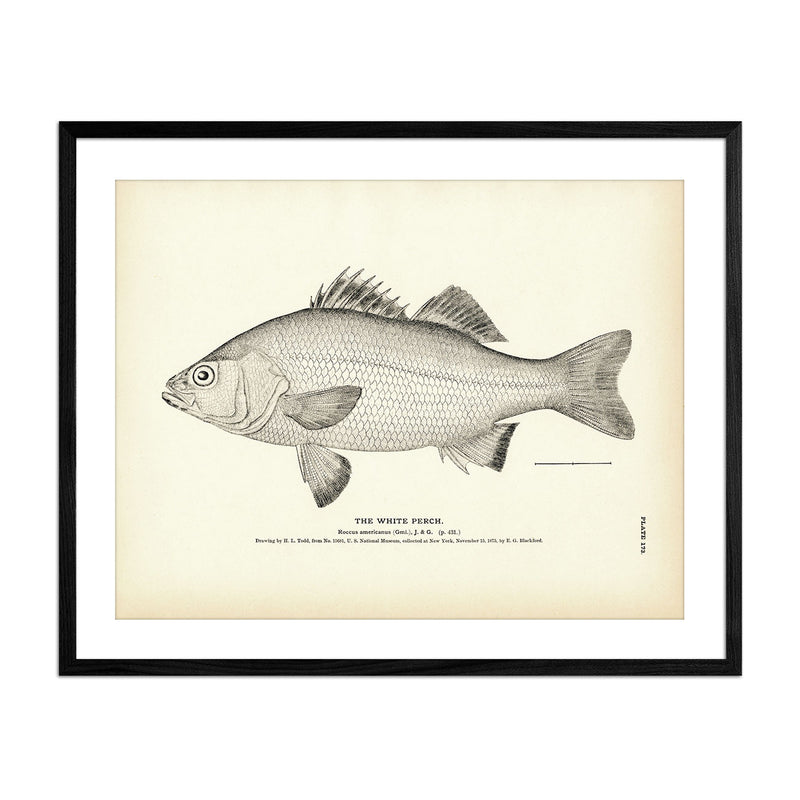 White Perch Art Print - Muir Way - Fisheries