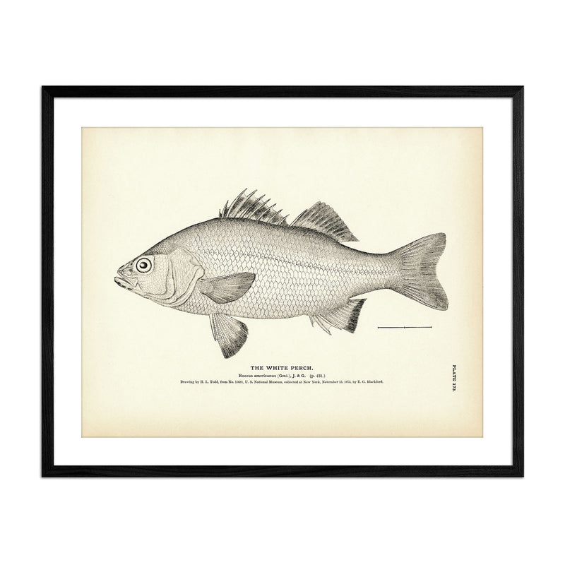 Vintage White Perch fish print