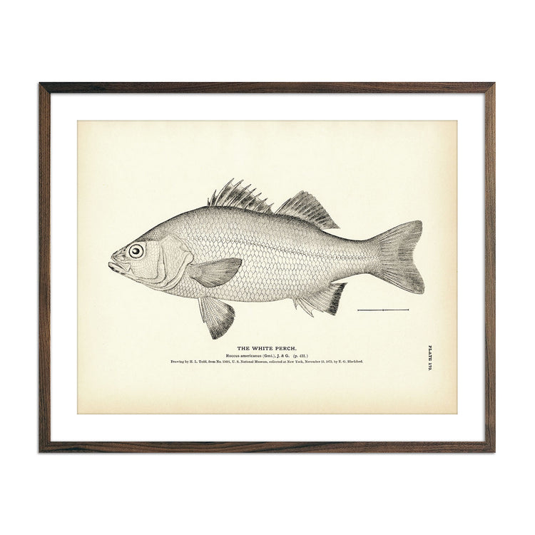Asl Perch White Perch