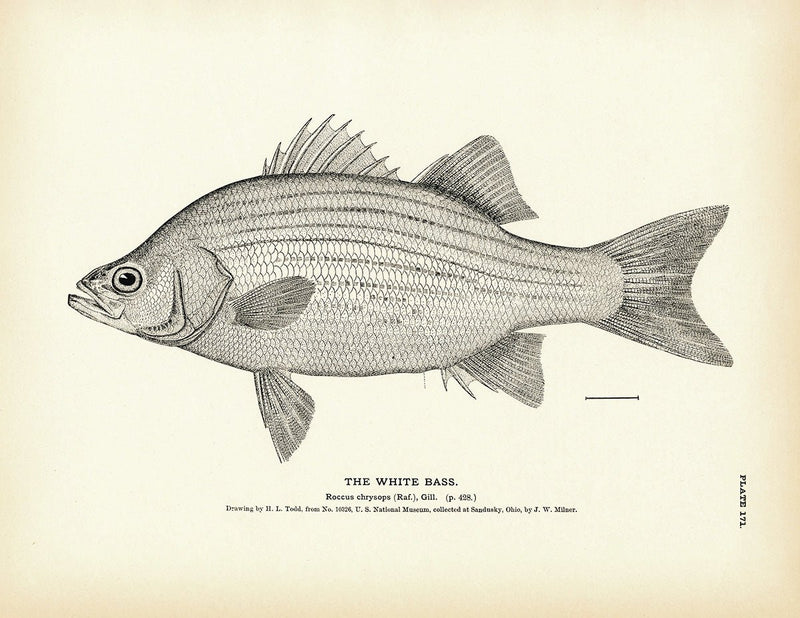 White Bass Art Print - Muir Way - Fisheries