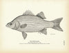 White Bass Art Print