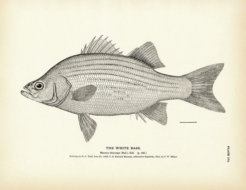 White Bass - 1884 Print | Muir Way
