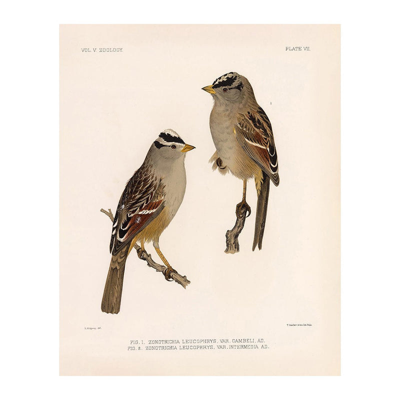 White Crowned - Sparrow Art Print - Muir Way - Animals