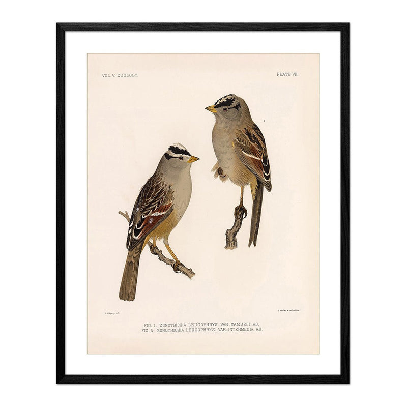 White Crowned - Sparrow Art Print - Muir Way - Animals
