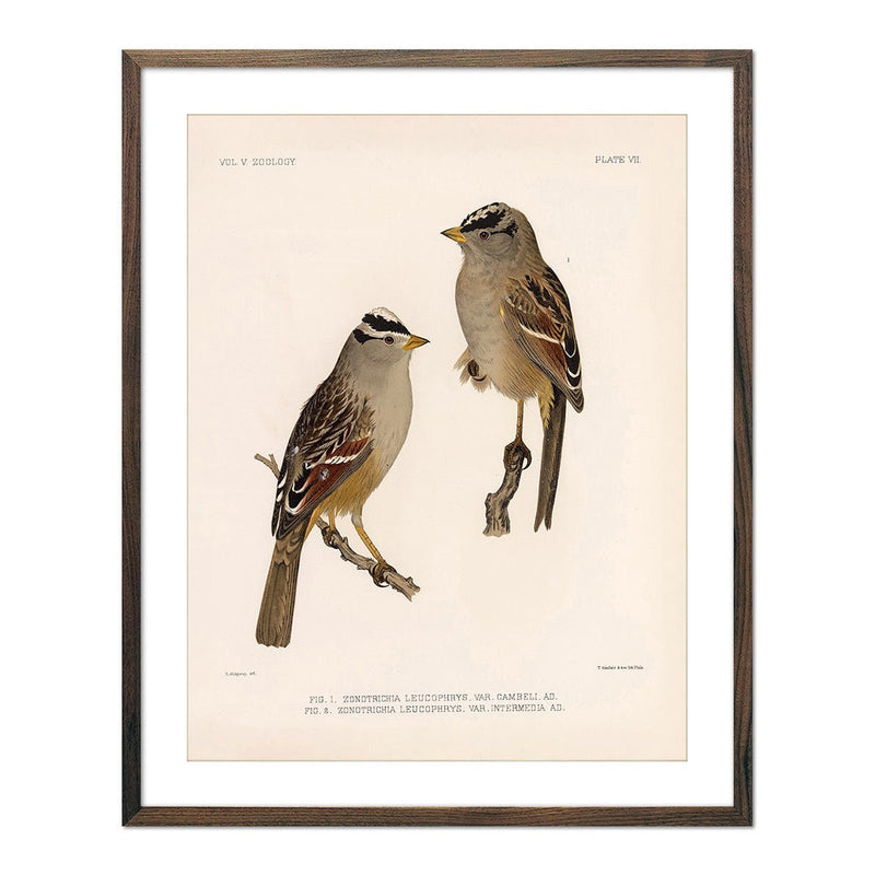 White Crowned - Sparrow Art Print - Muir Way - Animals