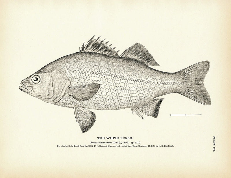 White Perch Art Print - Muir Way - Fisheries