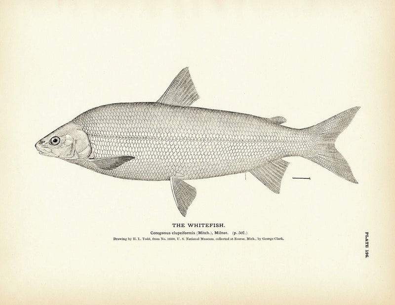 Whitefish Art Print - Muir Way - Fisheries