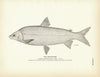 Whitefish Art Print