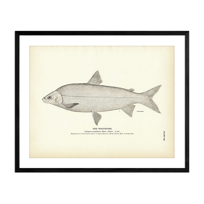 Whitefish Art Print - Muir Way - Fisheries
