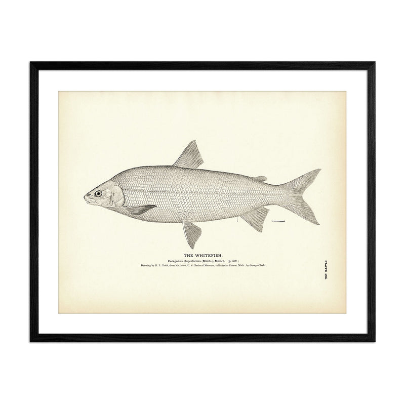 Vintage Whitefish print