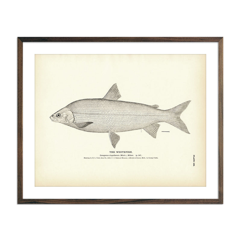 Whitefish Art Print - Muir Way - Fisheries