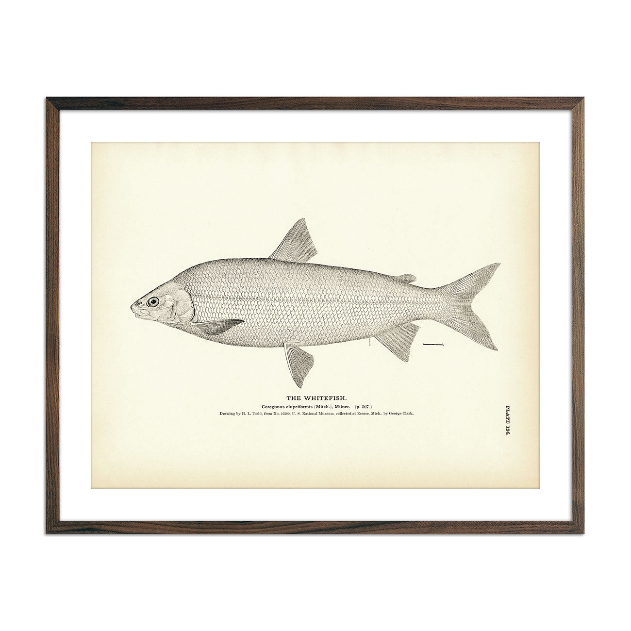 Vintage Whitefish print