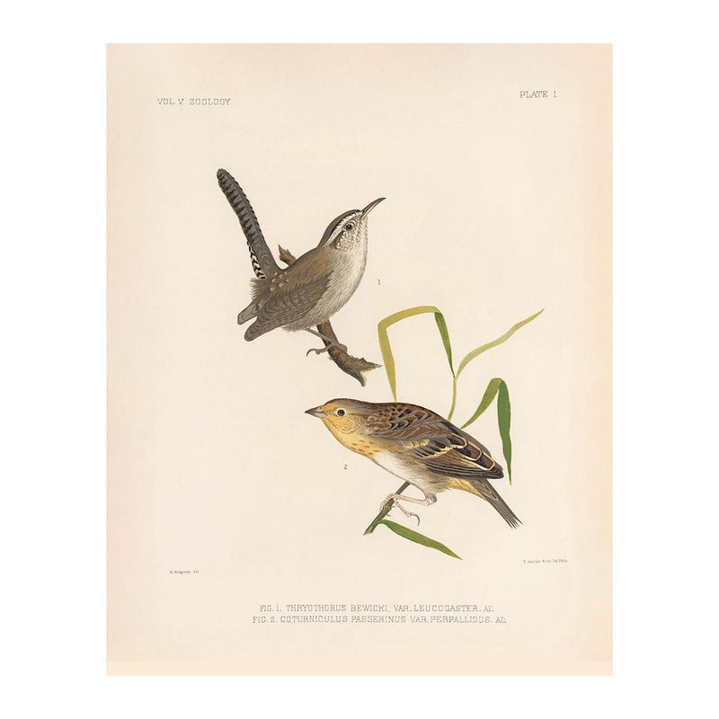 Wren and Sparrow Art Print - Muir Way - Animals