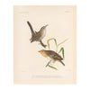 Wren and Sparrow Art Print