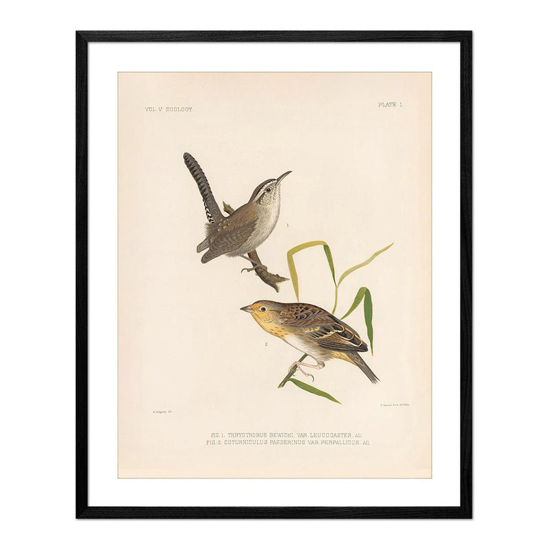 Wren and Sparrow Art Print - Muir Way - Animals