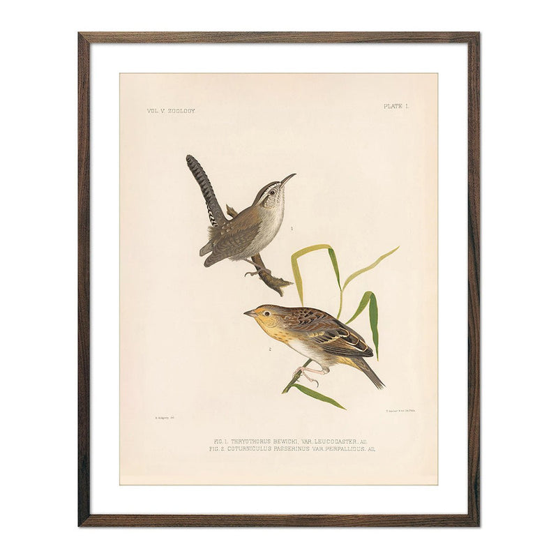 Wren and Sparrow Art Print - Muir Way - Animals