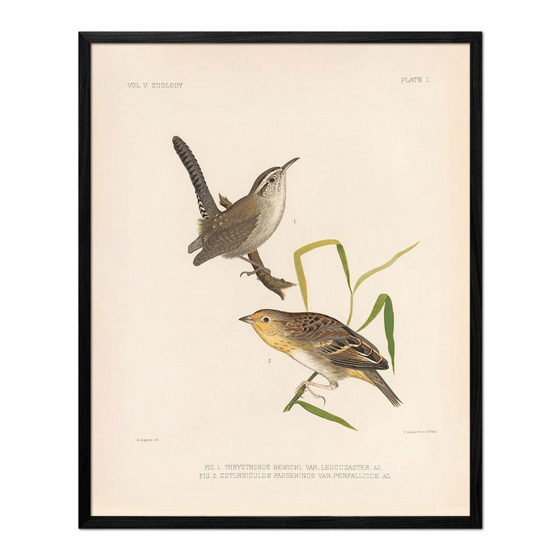 Wren and Sparrow Art Print - Muir Way - Animals