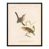 Wren and Sparrow Art Print