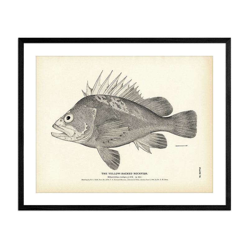 Yellow - Backed Rockfish Art Print - Muir Way - Fisheries