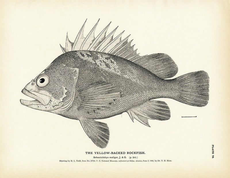 Yellow - Backed Rockfish Art Print - Muir Way - Fisheries