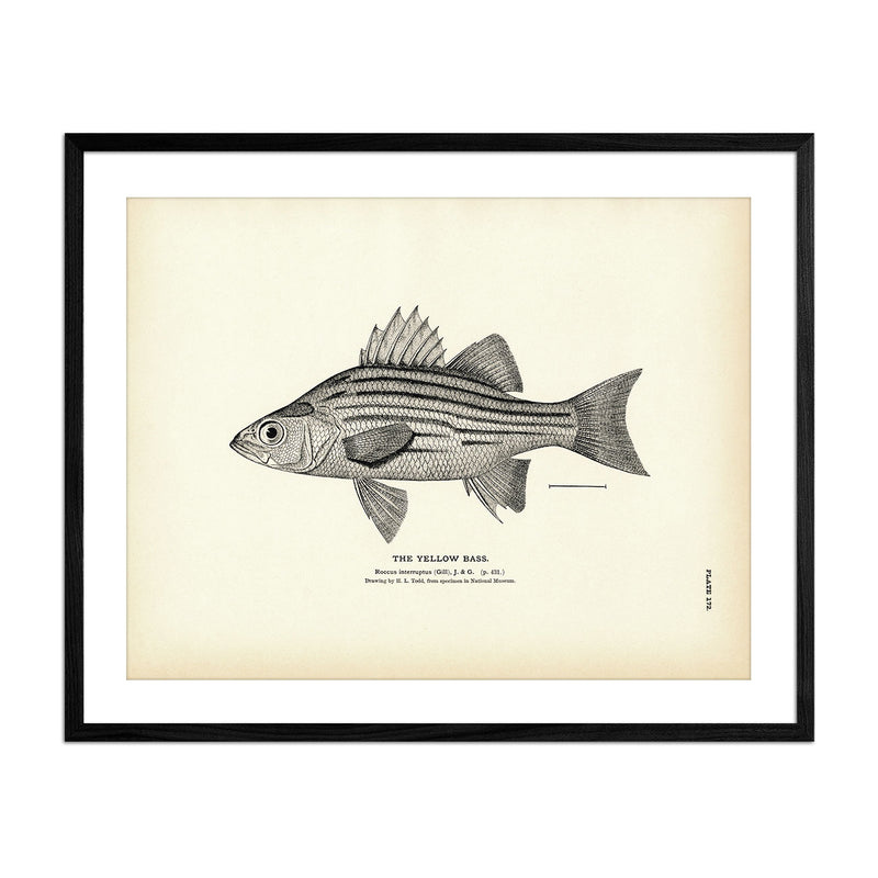 Yellow Bass Art Print - Muir Way - Fisheries