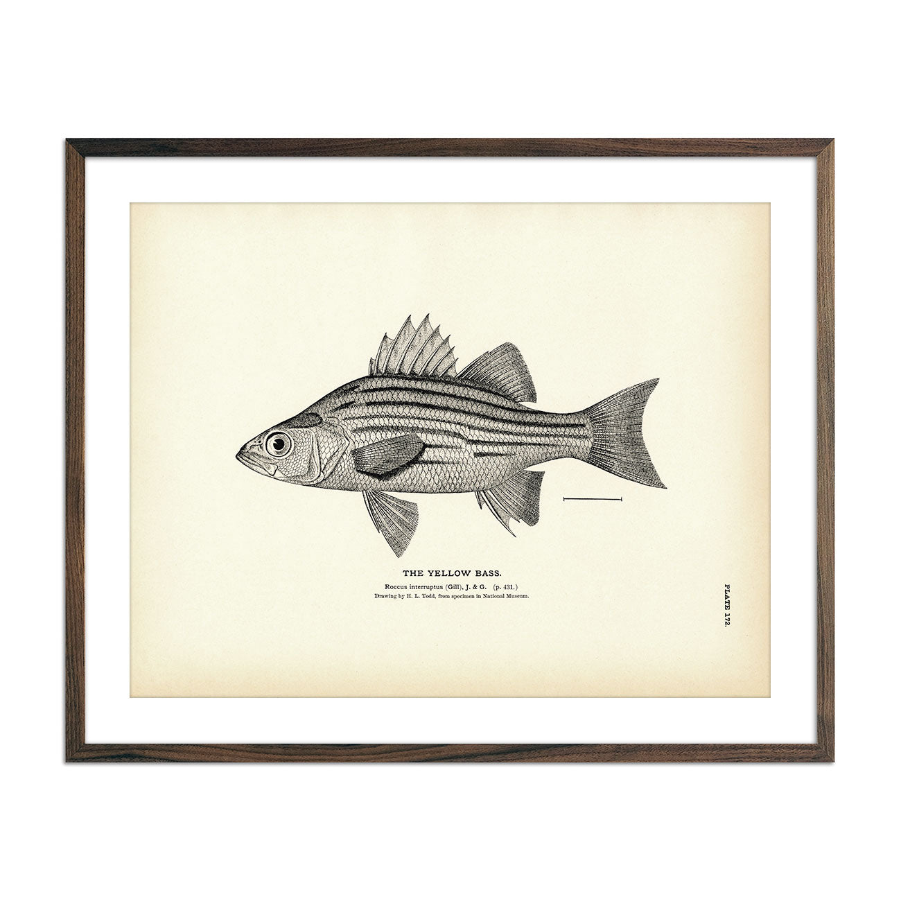 Vintage Yellow Bass fish print
