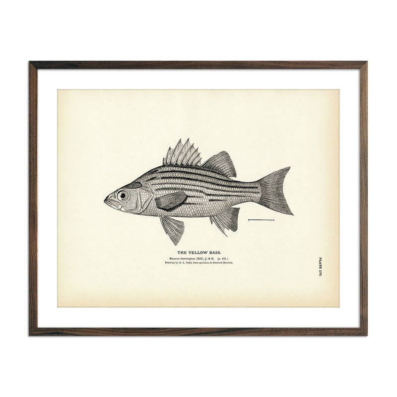 Yellow Bass Art Print - Muir Way - Fisheries
