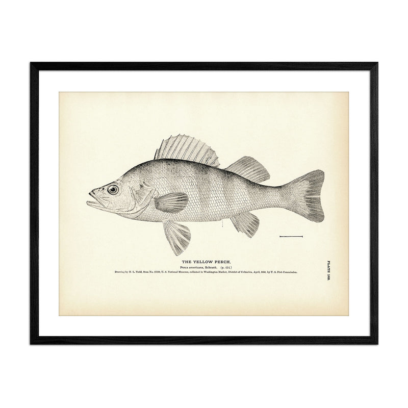 Yellow Perch Art Print - Muir Way - Fisheries