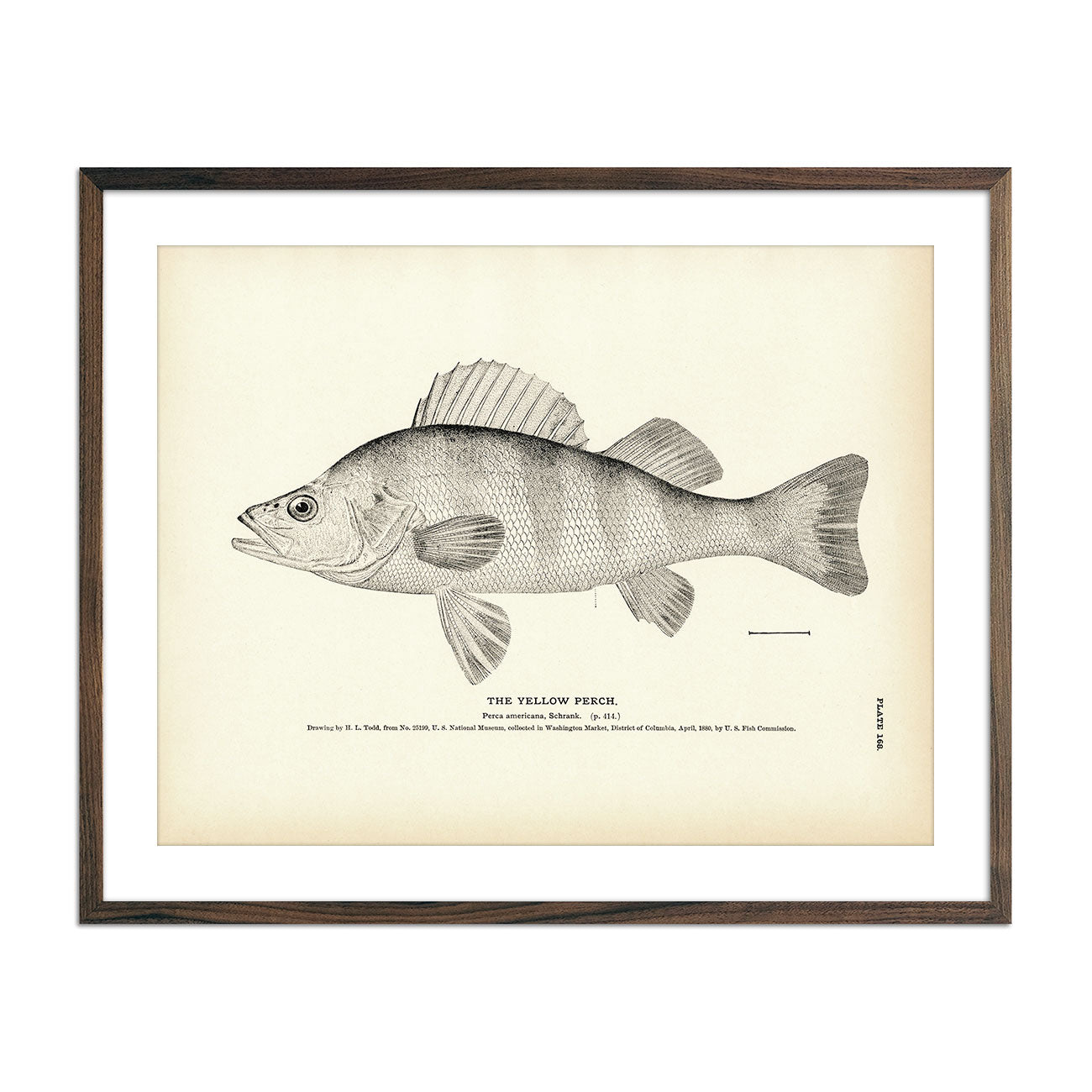Vintage Yellow Perch fish print