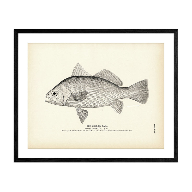 Yellow Tail Art Print - Muir Way - Fisheries