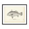 Yellow Tail Art Print