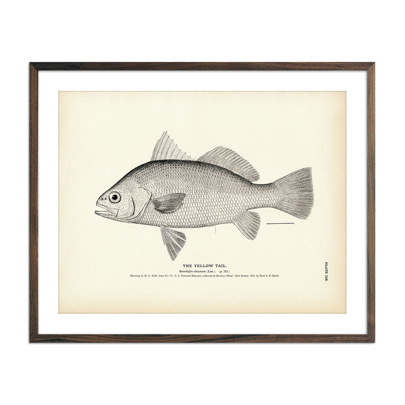 Yellow Tail Art Print - Muir Way - Fisheries
