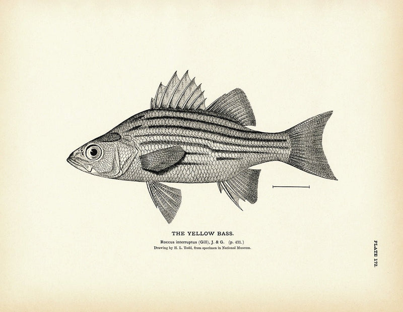 Yellow Bass Art Print - Muir Way - Fisheries