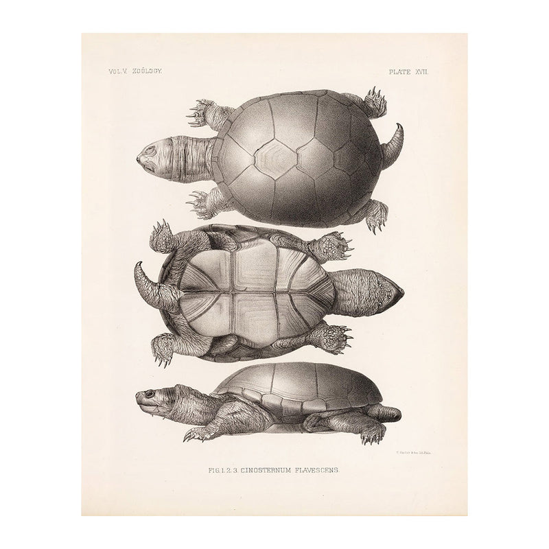 Yellow Mud Turtle Art Print