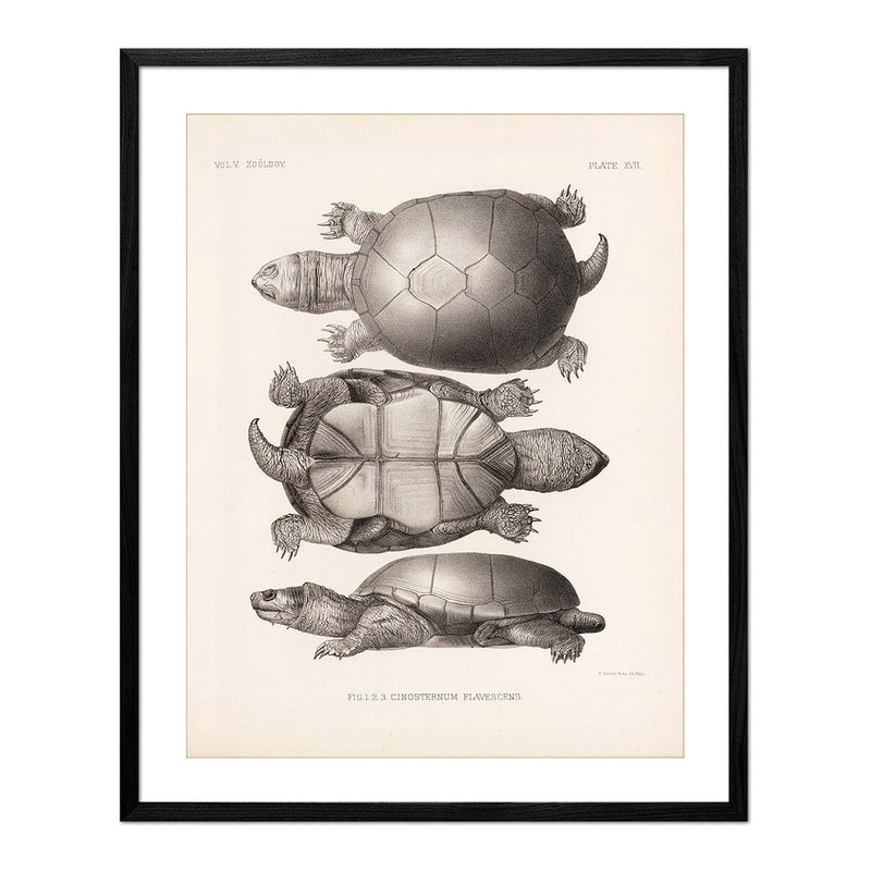 Yellow Mud Turtle Art Print - Muir Way - Animals