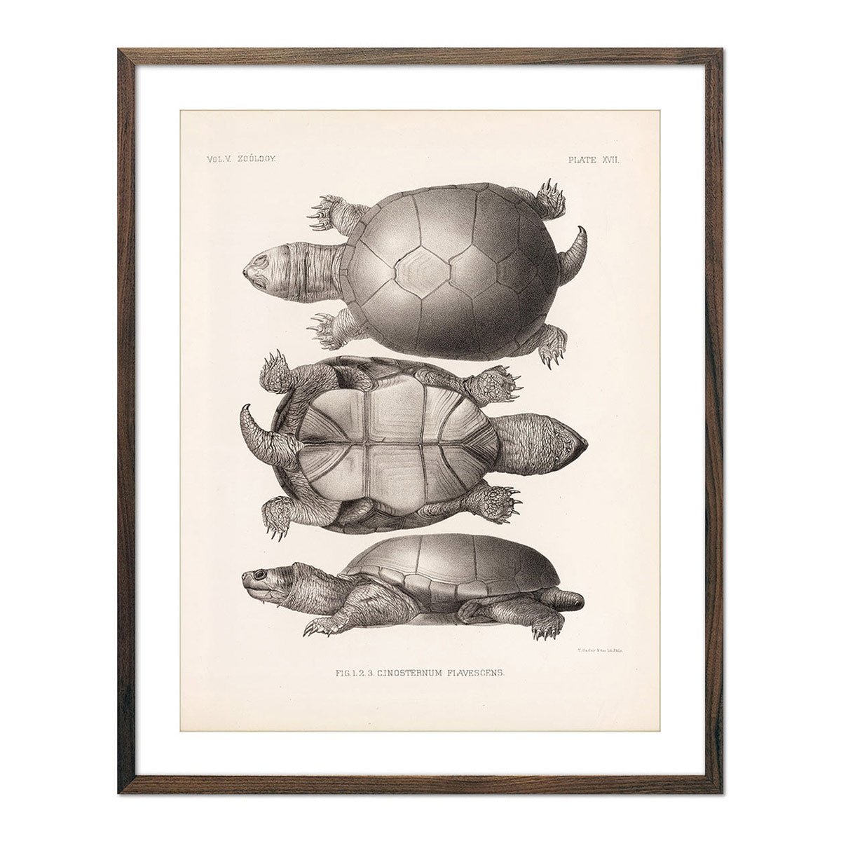 Yellow Mud Turtle - 1875 Print | Muir Way