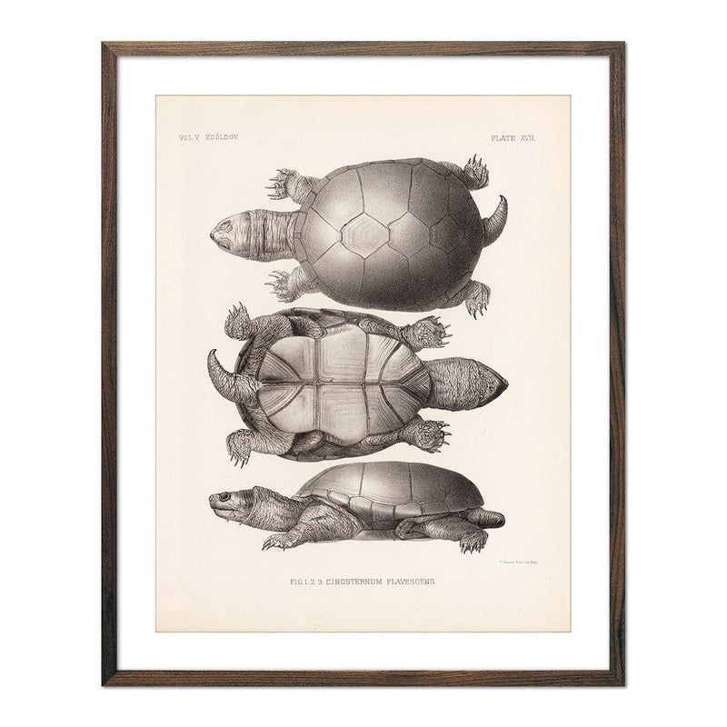 Yellow Mud Turtle Art Print - Muir Way - Animals