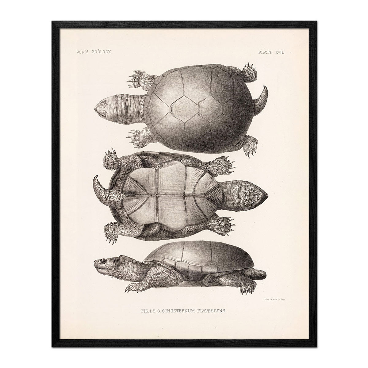 Yellow Mud Turtle - 1875 Print | Muir Way