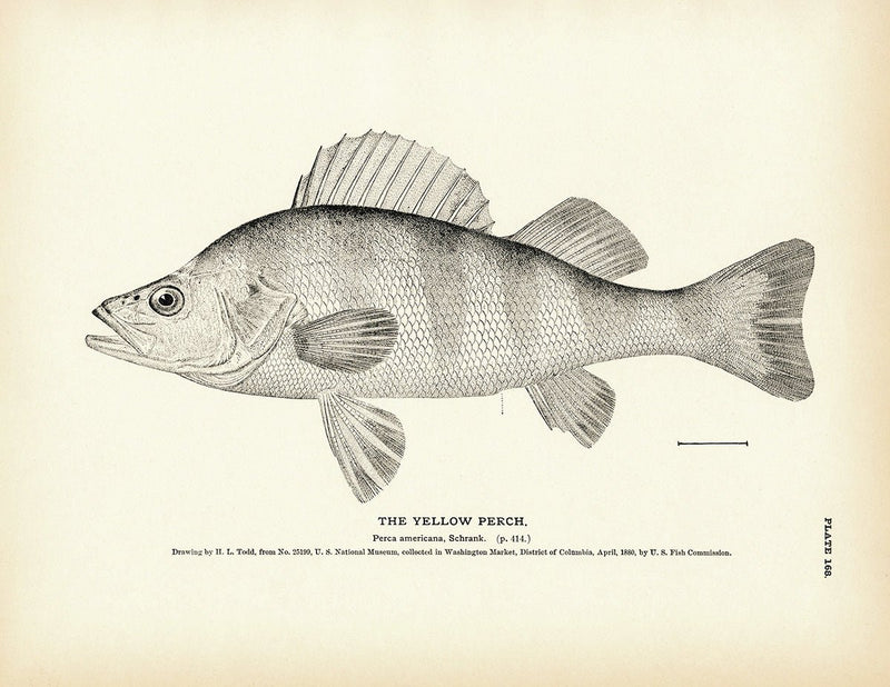 Yellow Perch Art Print - Muir Way - Fisheries