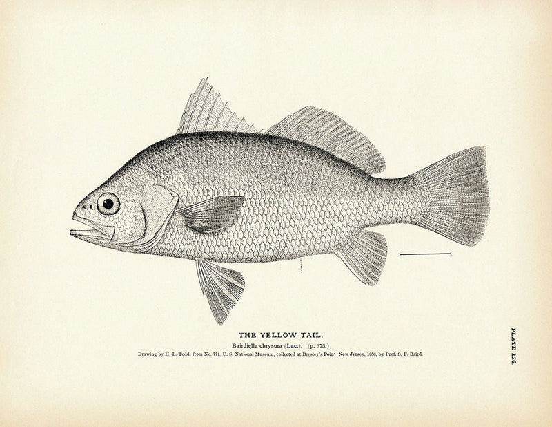 Yellow Tail Art Print - Muir Way - Fisheries