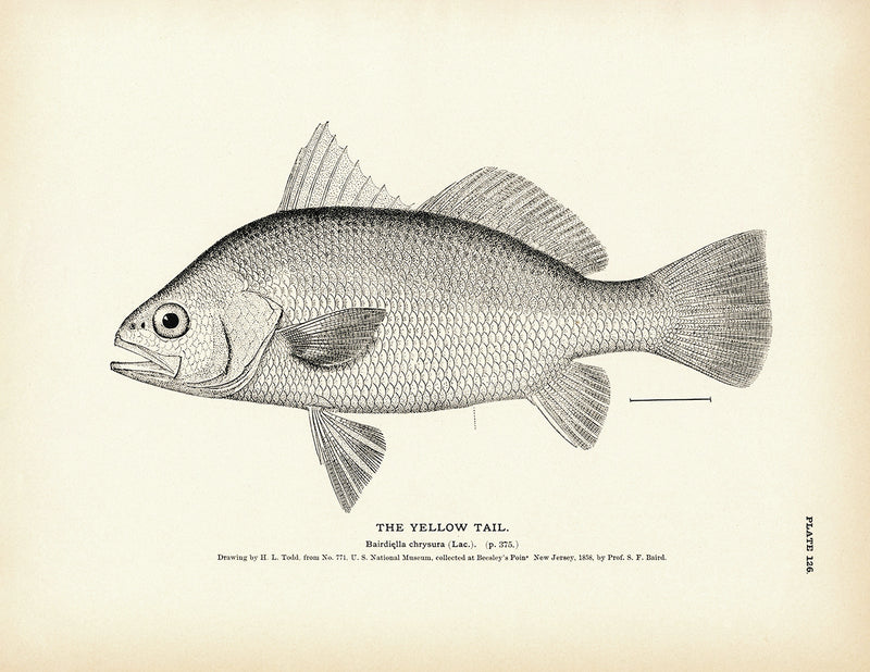 Yellow Tail - 1884 Print | Muir Way